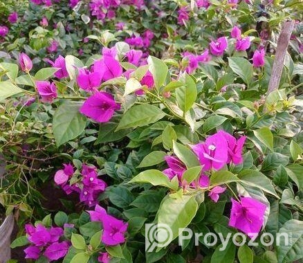 চারা গাছ