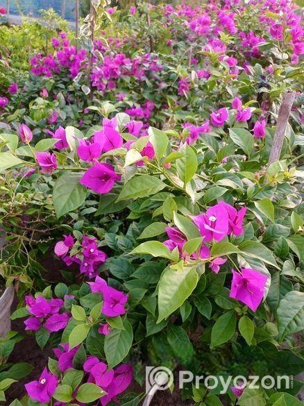 চারা গাছ