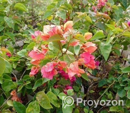 চারা গাছ