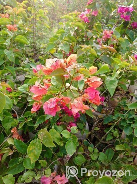 চারা গাছ