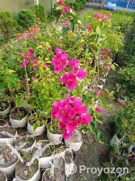 চারা গাছ