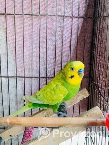 Running Adult Male Green Classic