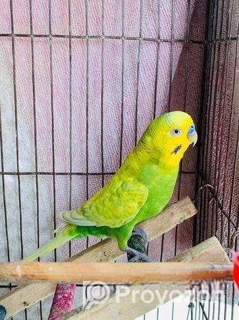 Running Adult Male Green Classic