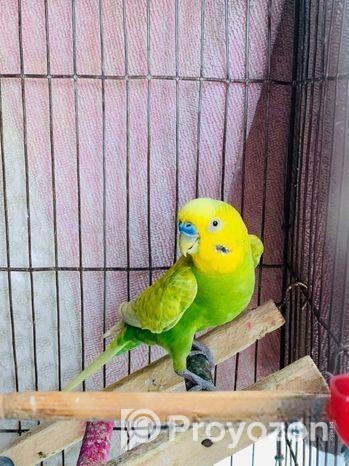 Running Adult Male Green Classic