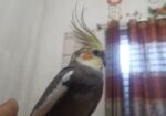 Cocatel Male