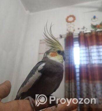 Cocatel Male