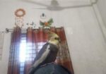 Cocatel Male
