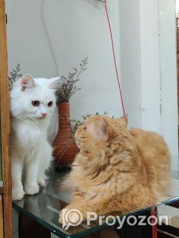 Persian Mixed Adult Female