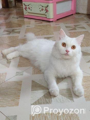 Persian Mixed Adult Female