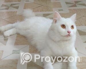 fitted-2025-10-23T165940.232_2025-10-23_17-01-38