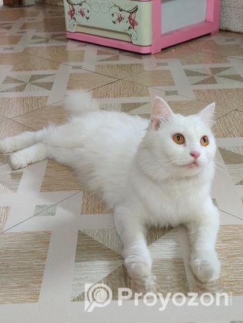 Persian Mixed Adult Female