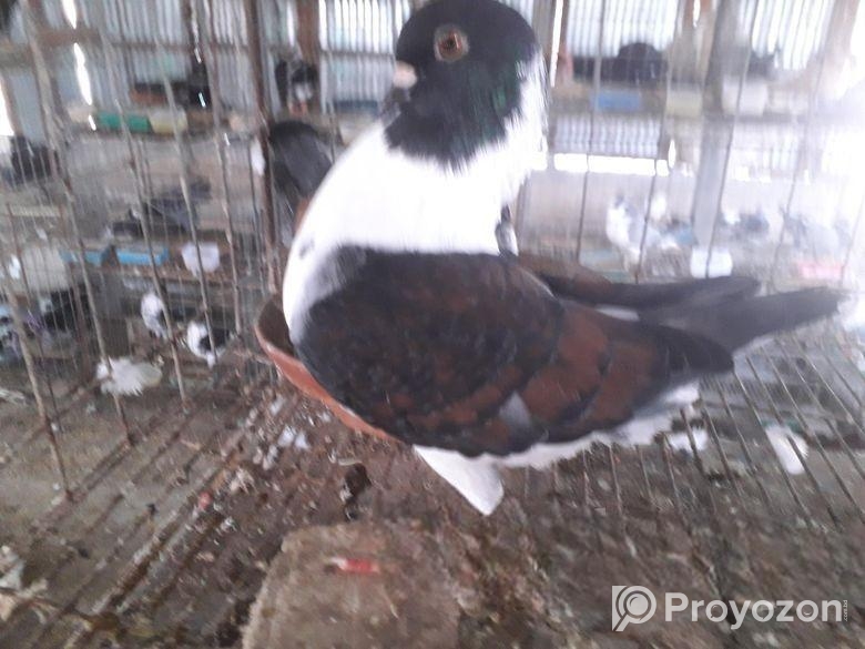 মডেনা রানিং পেয়ার