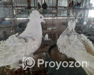 fitted-2025-10-24T225145.246_2025-10-24_22-53-30