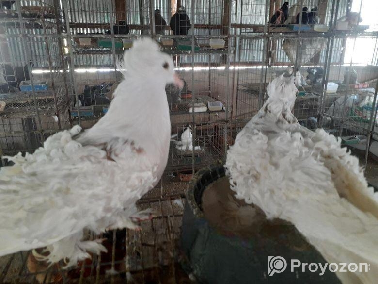 মডেনা রানিং পেয়ার