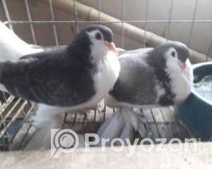 fitted-2025-10-24T225842.639_2025-10-24_23-00-38