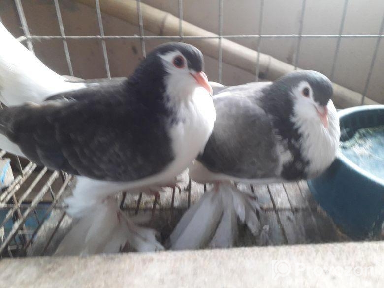 লাহরি রানিং পেয়ার