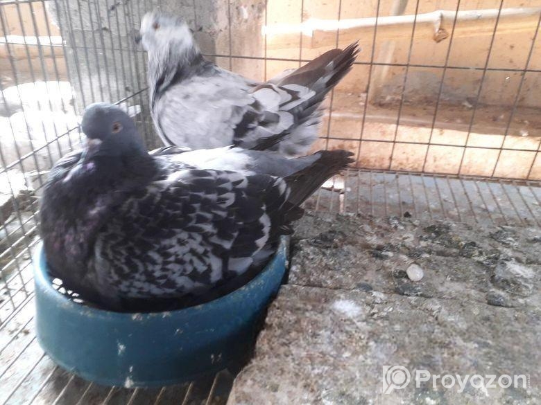 সিরাজি, গেরেবার /কালো রানিং পেয়ার