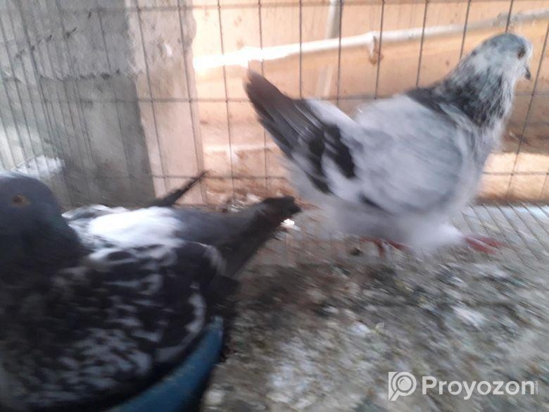 মুন্ডিয়ান রানিং পেয়ার