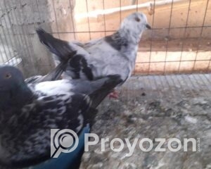 fitted-2025-10-24T230412.065_2025-10-24_23-06-31