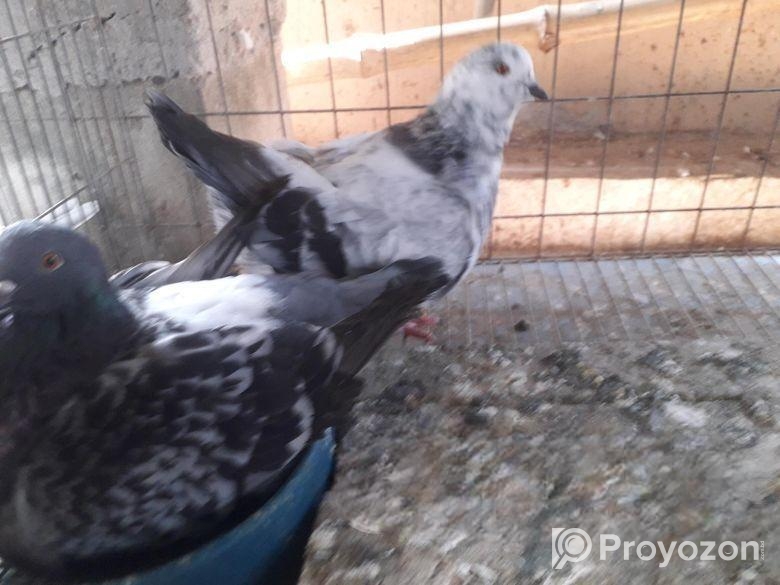 মুন্ডিয়ান রানিং পেয়ার