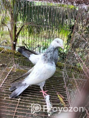 Pakistani High flyer