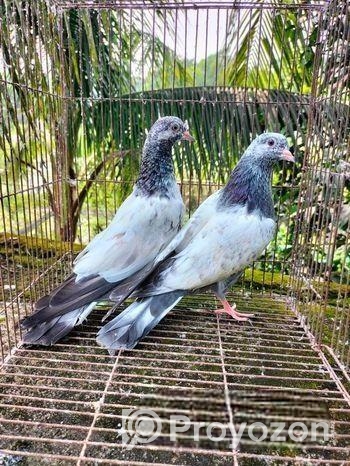 Pakistani High flyer