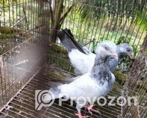 fitted-2025-10-25T110358.435_2025-10-25_11-04-47