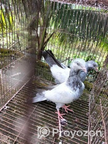 Pakistani High flyer