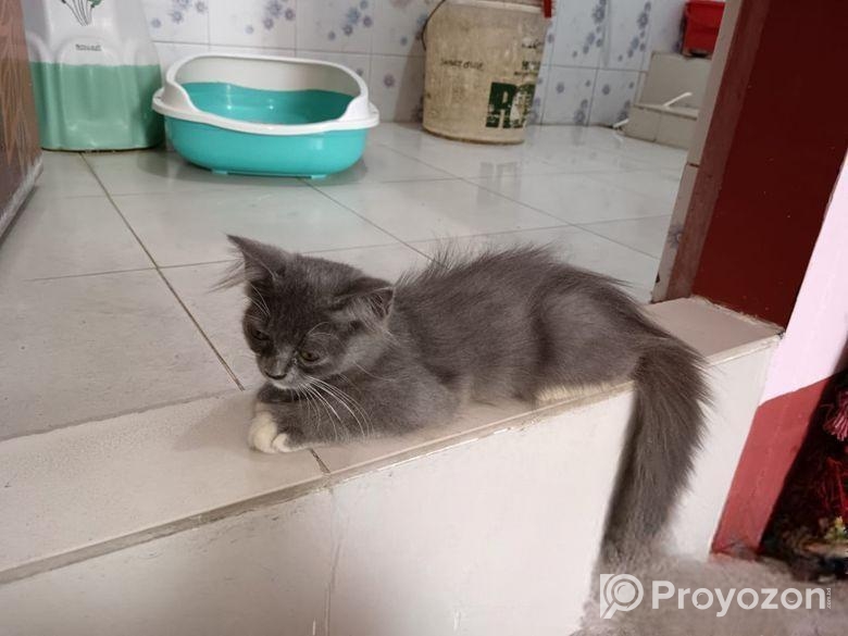 হাইকোয়ালিটি মিক্সব্রিড