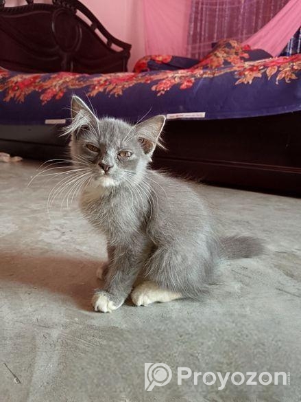 হাইকোয়ালিটি মিক্সব্রিড