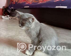 fitted-2025-10-25T113935.065_2025-10-25_11-41-10