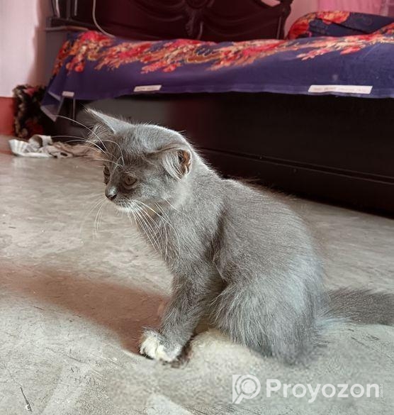 হাইকোয়ালিটি মিক্সব্রিড