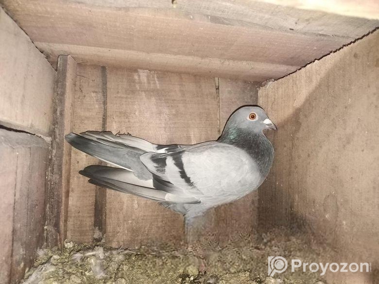 রেসার নর