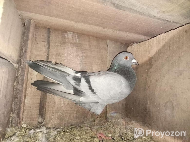 রেসার নর