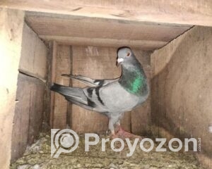 fitted-2025-10-25T115031.348_2025-10-25_11-52-44