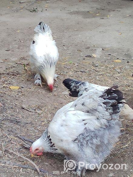 সিল্ক মুরুগ ও ব্রাহামা