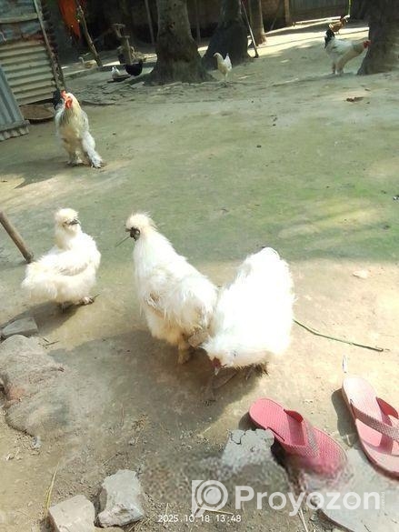 সিল্ক মুরুগ ও ব্রাহামা