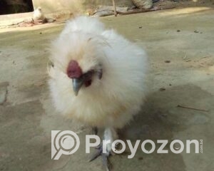 fitted-2025-10-25T115417.838_2025-10-25_11-55-42