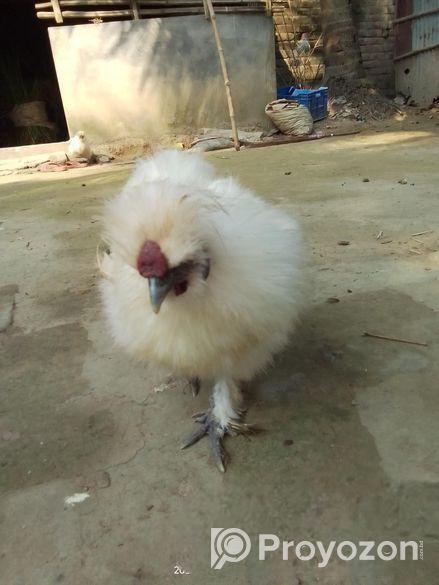 সিল্ক মুরুগ ও ব্রাহামা