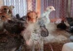 মিশরীয় ফাওমি মুরগির বাচ্চা বিক্রয় হবে