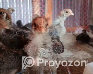 fitted-2025-10-25T115658.361_2025-10-25_11-58-07