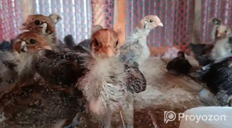 মিশরীয় ফাওমি মুরগির বাচ্চা বিক্রয় হবে