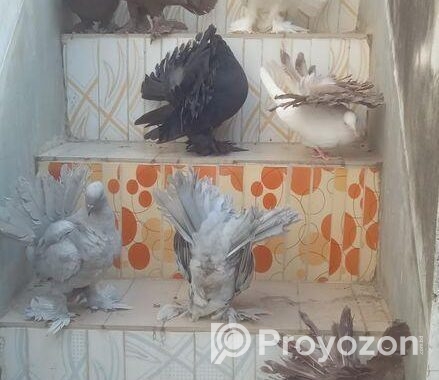 কালো লাক্ষা নর