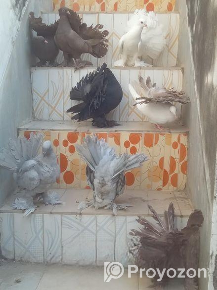 কালো লাক্ষা নর
