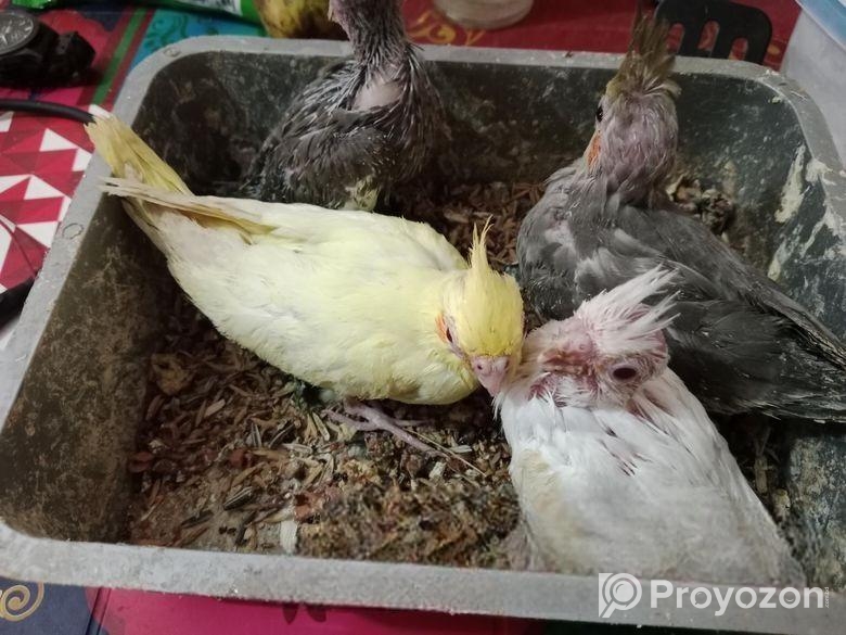 কোকাটাইল হ্যান্ডফিড বেবি বিক্রয়.