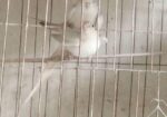 Albino Running Cocatail Pair