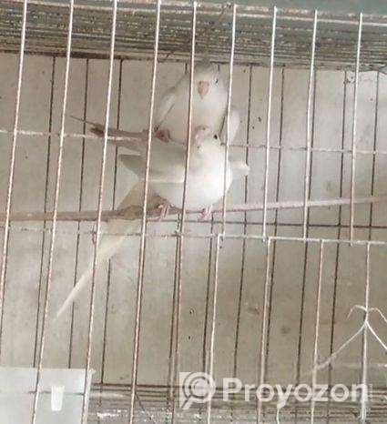 Albino Running Cocatail Pair