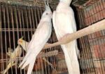 Albino Running Cocatail Pair