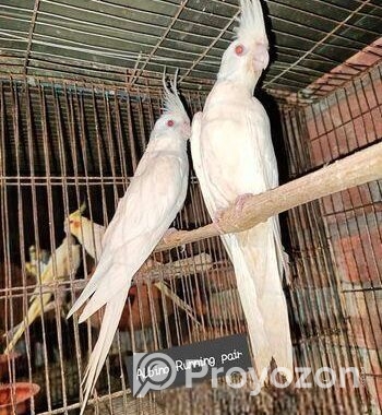 Albino Running Cocatail Pair