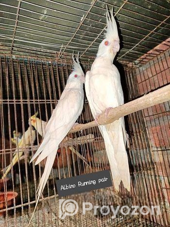 Albino Running Cocatail Pair
